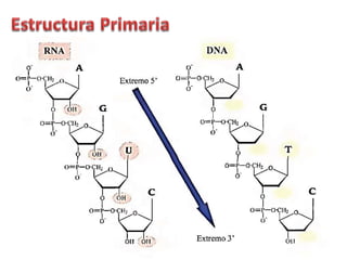 Estructuras de los nucleótidos 