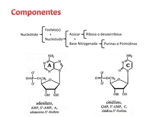 Nucleótido
Fosfato(s)
+
Nucleósido
Azúcar
+
Base Nitrogenada Purinas o Pirimidinas
Ribosa o desoxirribosa
