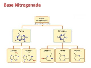 Compuestos heterocíclicos
 