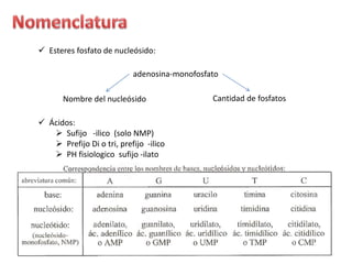  Esteres fosfato de nucleósido:
adenosina-monofosfato
Nombre del nucleósido Cantidad de fosfatos
 Ácidos:
 Sufijo -ilico (solo NMP)
 Prefijo Di o tri, prefijo -ilico
 PH fisiologico sufijo -ilato
 