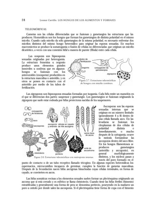 28               L eonor Carrillo. LOS HONGOS DE LOS ALIMENTOS Y FORRAJES


     TELEOMÓRFICAS

    Gametas son las células diferenciadas que se fusionan y gametangios las estructuras que las
producen. Homotálicos son los hongos que forman los gametangios de distinta polaridad en el mismo
micelio. Cuando cada micelio da sólo gametangios de la misma polaridad, es necesario enfrentar dos
micelios distintos del mismo hongo heterotálico para originar las esporas sexuadas. En muchos
macromicetos se produce la somatogamia o fusión de células no diferenciadas que originan un micelio
dicariótico, a veces con una conexión hifal a manera de puente (fíbula) entre cada célula.

        Las oosporas son hipnosporas
sexuadas originadas por heterogamia.
La estructura femenina u oogonio
produce unos elementos grandes
inmóviles u oosferas que en algunos
hongos se fusionan con los
anterozoides (zoosporas) producidos en
la estructura masculina o anteridio, y en
otros se ponen en contacto con el
anteridio por medio de los tubos de
fertilización.

    Las zigosporas son hipnosporas sexuadas formadas por isogamia. Cada hifa emite un mamelón en
el que se diferencian dos partes: suspensor y gametangio. Los gametangios se fusionan originando la
zigospora que suele estar rodeada por hifas protectoras nacidas de los suspensores.

                                                                       Ascosporas son las esporas
                                                                  sexuadas internas que se
                                                                  originan en un número limitado
                                                                  (generalmente 4 u 8) dentro de
                                                                  una célula llamada asco. En las
                                                                  levaduras se fusionan los
                                                                  citoplasmas de dos células de
                                                                  polaridad         distinta      e
                                                                  inmediatamente, o mucho
                                                                  después de la cariogamia, ocurre
                                                                  la meiosis formándose las
                                                                  ascosporas dentro del asco libre.
                                                                  En los hongos filamentosos se
                                                                  producen              gametangios
                                                                  (anteridio y ascogonio), en
                                                                  general        morfológicamente
                                                                  distintos, y los núcleos pasan a
                                                                  través del poro formado en el
punto de contacto o de un tubo receptivo llamado tricogino. En algunas especies heterotálicas los
espermacios, microconidios incapaces de germinar, cumplen la función de gametas masculinas.
Después de la fecundación nacen hifas ascógenas binucleadas cuyas células terminales, en forma de
cayado, se convierten en ascos.

     Las hifas somáticas vecinas a los elementos sexuales suelen formar un plecténquima originando un
ascoma que si está cerrado y es esférico se llama cleistotecio. Cuando tiene las hifas fértiles (himenio)
estratificadas y generalmente una forma de pera se denomina peritecio, poseyendo en la madurez un
poro u ostíolo por donde salen las ascosporas. Si el plecténquima tiene forma de copa con el himenio
 