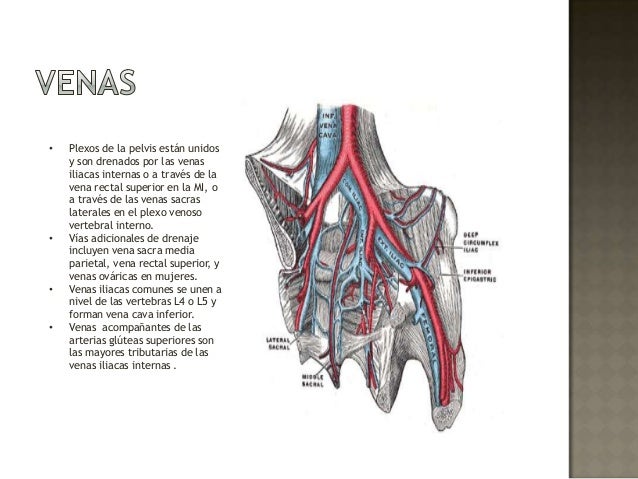 Estructuras neurovasculares de la pelvis