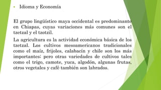  Idioma y Economía
El grupo lingüístico maya occidental es predominante
en Chiapas, cuyas variaciones más comunes son el
tzetzal y el tzotzil.
La agricultura es la actividad económica básica de los
tzetzal. Los cultivos mesoamericanos tradicionales
como el maíz, frijoles, calabacín y chile son los más
importantes; pero otras variedades de cultivos tales
como el trigo, camote, yuca, algodón, algunas frutas,
otros vegetales y café también son labrados.
 