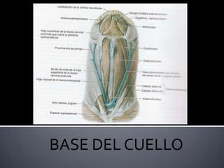 BASE DEL CUELLO