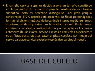 Los ramos cardíacos del vago se originan tanto en el cuello como en el tórax y conducen fibras parasimpáticas presinápticas y viscerales aferentes hacia el plexo nervioso cardíaco.NERVIOS FRÉNICOSSe forman en los bordes laterales de los músculos escalenos anteriores, fundamentalmente del nervio C4 con contribución de los nervios  C3 y C5.Los nervios frénicos son importantes debido a que son la única inervación motora para la mitad homolateral del diafragma.