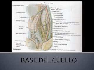 La porción cervical de los troncos incluye tres ganglios simpáticos cervicales: Superior, medio e inferior. Estos reciben fibras presinápticas de los nervios espinales superiores y sus ramos comunicantes blancos asociados, que ascienden por el interior de los troncos simpáticos hasta los ganglios. Tras realizar sinapsis con las neuronas postsinápticas en los ganglios cervicales simpáticos, estas emiten fibras hacia:Los nervios espinales cervicales a través de los ramos comunicantes grises.Las vísceras torácicas mediante los nervios esplácnicos cardiopulmonares.Las vísceras de la cabeza y del cuello por los ramos arteriales cefálicos (estas acompañan a las arterias y forman plexos nerviosos simpáticos periarteriales, sobre todo en las arterias vertebrales y carótidas internas y externas.