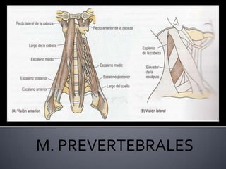  Anteriores: Flexionan la cabeza y el cuello (este movimiento se produce por acción de la gravedad junto con la contracción excéntrica de los extensores del cuello).