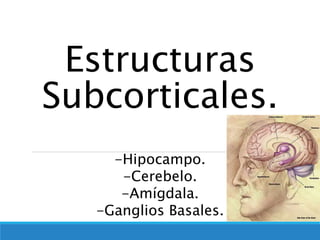 Estructuras
Subcorticales.
-Hipocampo.
-Cerebelo.
-Amígdala.
-Ganglios Basales.
 