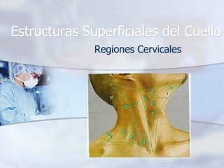 Estructuras Superficiales del Cuello
Regiones Cervicales

 
