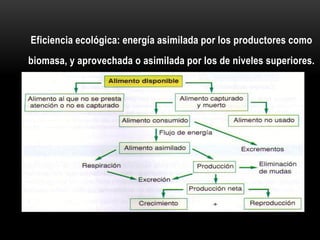 Eficiencia ecológica: energía asimilada por los productores como
biomasa, y aprovechada o asimilada por los de niveles superiores.
 
