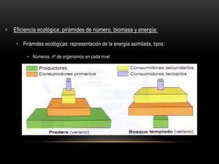 • Eficiencia ecológica: pirámides de número, biomasa y energía:
• Pirámides ecológicas: representación de la energía asimilada, tipos:
• Números: nº de organismos en cada nivel
 