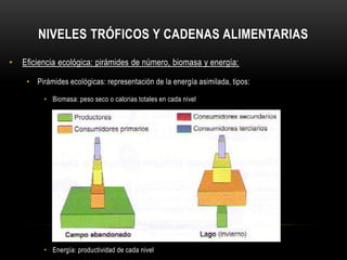 NIVELES TRÓFICOS Y CADENAS ALIMENTARIAS
• Eficiencia ecológica: pirámides de número, biomasa y energía:
• Pirámides ecológicas: representación de la energía asimilada, tipos:
• Biomasa: peso seco o calorias totales en cada nivel
• Energía: productividad de cada nivel
 