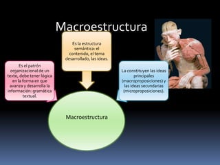 Macroestructura