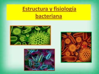Estructura y fisiología
bacteriana

 