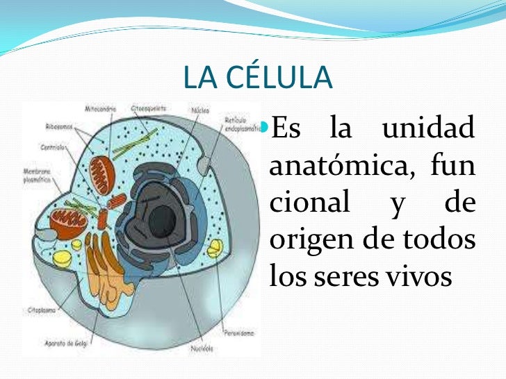 Estructura y función celular