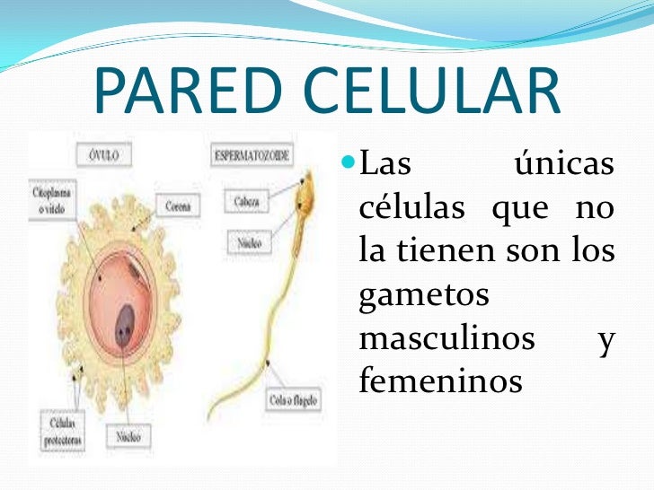Estructura Y Funcion Celular