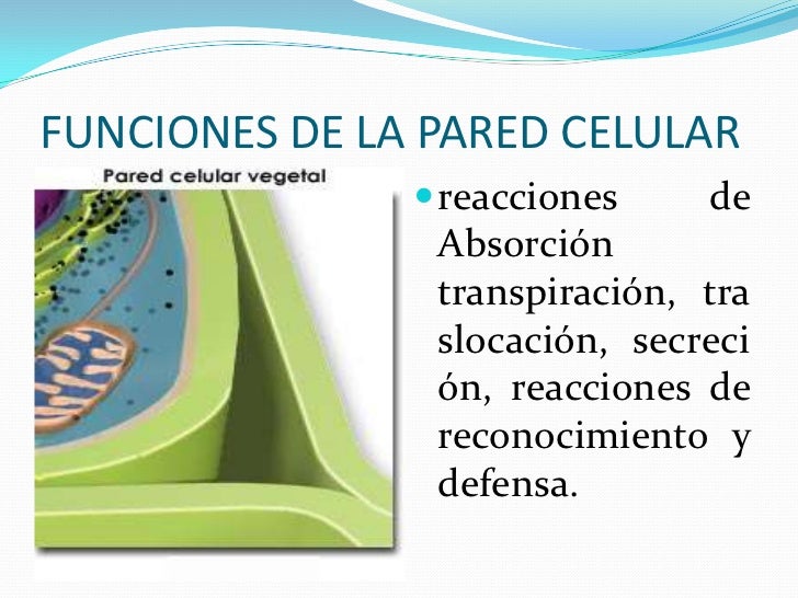 Estructura y función celular Estructura y función celular