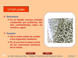 CITOPLASMA

     Estructura:
        Es un líquido viscoso coloidal,
        compuesto por proteínas, lípi-
        dos, carbohidratos, sales, mi-
        nerales y agua.

     Función:
        Sirve como medio de sostén
        a los organelos celulares.
        En el ocurren la mayor parte
        de las reacciones químicas
        de la célula.


11   Q. Adán Valenzuela Olaje - Colegio de Bachilleres del Estado de Sonora   03/26/12
 