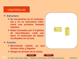 CENTRÍOLOS

     Estructura:
        Se encuentran en el centroso-
        ma y en su estructura inter-
        viene una proteína llamada
        tubulina.
        Están formados por 9 tripletes
        de microtúbulos, cada uno
        tiene 13 moléculas de tubuli-
        na situadas en círculo.
     Función:
        Movimiento celular, ya que
        forman cilios y flagelos.
        Dirigen la división de la célula.

12    Q. Adán Valenzuela Olaje - Colegio de Bachilleres del Estado de Sonora   03/26/12
 