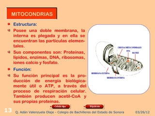 MITOCONDRIAS
     Estructura:
     Posee una doble membrana, la
     interna es plegada y en ella se
     encuentran las partículas elemen-
     tales.
     Sus componentes son: Proteínas,
     lípidos, enzimas, DNA, ribosomas,
     iones calcio y fosfato.
     Función:
     Su función principal es la pro-
     ducción de energía biológica-
     mente útil o ATP, a través del
     proceso de respiración celular.
     También producen acetil-CoA y
     sus propias proteínas.

13   Q. Adán Valenzuela Olaje - Colegio de Bachilleres del Estado de Sonora   03/26/12
 