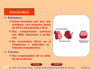 RIBOSOMAS
     Estructura:
        Están formados por dos sub-
        unidades: una pequeña llama-
        da 30 S y otra grande o 50 S.
        Sus componentes químicos
        son RNA ribosomal y proteí-
        nas.
        Se encuentran libres en el
        citoplasma o adheridos al
        retículo endoplásmico.
     Función:
        Son responsables de la sínte-
        sis de proteínas.


14   Q. Adán Valenzuela Olaje - Colegio de Bachilleres del Estado de Sonora   03/26/12
 