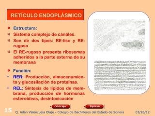 RETÍCULO ENDOPLÁSMICO

     Estructura:
     Sistema complejo de canales.
     Son de dos tipos: RE-liso y RE-
     rugoso
     El RE-rugoso presenta ribosomas
     adheridos a la parte externa de su
     membrana
     Función:
•    RER: Producción, almacenamien-
     to y glucosilación de proteínas.
•    REL: Síntesis de lípidos de mem-
     brana, producción de hormonas
     esteroideas, desintoxicación

15   Q. Adán Valenzuela Olaje - Colegio de Bachilleres del Estado de Sonora   03/26/12
 