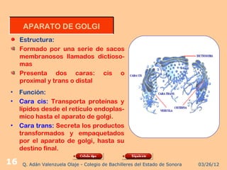 APARATO DE GOLGI
     Estructura:
     Formado por una serie de sacos
     membranosos llamados dictioso-
     mas
     Presenta dos caras: cis o
     proximal y trans o distal
•    Función:
•    Cara cis: Transporta proteínas y
     lípidos desde el retículo endoplas-
     mico hasta el aparato de golgi.
•    Cara trans: Secreta los productos
     transformados y empaquetados
     por el aparato de golgi, hasta su
     destino final.

16    Q. Adán Valenzuela Olaje - Colegio de Bachilleres del Estado de Sonora   03/26/12
 
