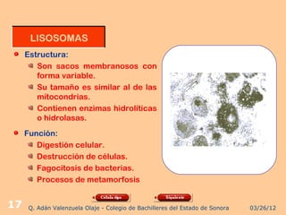 LISOSOMAS
     Estructura:
        Son sacos membranosos con
        forma variable.
        Su tamaño es similar al de las
        mitocondrias.
        Contienen enzimas hidrolíticas
        o hidrolasas.
     Función:
        Digestión celular.
        Destrucción de células.
        Fagocitosis de bacterias.
        Procesos de metamorfosis


17    Q. Adán Valenzuela Olaje - Colegio de Bachilleres del Estado de Sonora   03/26/12
 