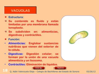 VACUOLAS
     Estructura:
     Su contenido es fluido y están
     limitadas por una membrana llamada
     tonoplasto.
     Se subdividen en: alimenticias,
     digestivas y contráctiles.
     Función:
•    Alimenticias: Englobar sustancias
     nutritivas que vienen del exterior de
     la célula.
•    Digestivas: Digestión celular; se
     forman por la unión de una vacuola
     alimenticia y un lisosoma.
•    Contráctiles: Eliminación de líquidos.

18    Q. Adán Valenzuela Olaje - Colegio de Bachilleres del Estado de Sonora   03/26/12
 