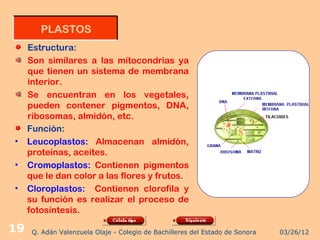 PLASTOS
     Estructura:
     Son similares a las mitocondrias ya
     que tienen un sistema de membrana
     interior.
     Se encuentran en los vegetales,
     pueden contener pigmentos, DNA,
     ribosomas, almidón, etc.
     Función:
•    Leucoplastos: Almacenan almidón,
     proteínas, aceites.
•    Cromoplastos: Contienen pigmentos
     que le dan color a las flores y frutos.
•    Cloroplastos: Contienen clorofila y
     su función es realizar el proceso de
     fotosíntesis.

19    Q. Adán Valenzuela Olaje - Colegio de Bachilleres del Estado de Sonora   03/26/12
 