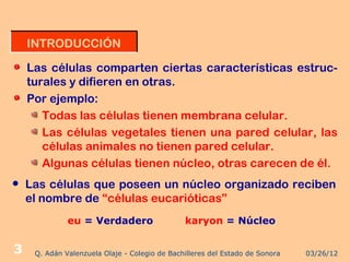 INTRODUCCIÓN

    Las células comparten ciertas características estruc-
    turales y difieren en otras.
    Por ejemplo:
       Todas las células tienen membrana celular.
       Las células vegetales tienen una pared celular, las
       células animales no tienen pared celular.
       Algunas células tienen núcleo, otras carecen de él.
   Las células que poseen un núcleo organizado reciben
    el nombre de “células eucarióticas”
              eu = Verdadero                   karyon = Núcleo


3    Q. Adán Valenzuela Olaje - Colegio de Bachilleres del Estado de Sonora   03/26/12
 