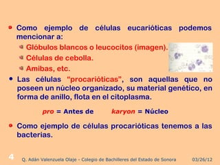 Como ejemplo de células eucarióticas podemos
    mencionar a:
       Glóbulos blancos o leucocitos (imagen).
       Células de cebolla.
       Amibas, etc.
   Las células “procarióticas”, son aquellas que no
    poseen un núcleo organizado, su material genético, en
    forma de anillo, flota en el citoplasma.
              pro = Antes de                 karyon = Núcleo

    Como ejemplo de células procarióticas tenemos a las
    bacterias.


4    Q. Adán Valenzuela Olaje - Colegio de Bachilleres del Estado de Sonora   03/26/12
 