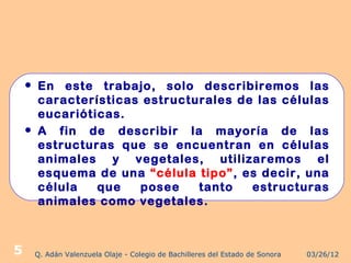    En este trabajo, solo describiremos las
        características estructurales de las células
        eucarióticas.
       A fin de describir la mayoría de las
        estructuras que se encuentran en células
        animales y vegetales, utilizaremos el
        esquema de una “célula tipo”, es decir, una
        célula   que   posee    tanto   estructuras
        animales como vegetales.



5       Q. Adán Valenzuela Olaje - Colegio de Bachilleres del Estado de Sonora   03/26/12
 