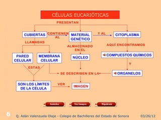 CÉLULAS EUCARIÓTICAS
                             PRESENTAN
G
E                                                     Y AL
         CUBIERTAS CONTIENEN MATERIAL                            CITOPLASMA
N                     AL
                             GENÉTICO
E        LLAMADAS
                                                             AQUÍ ENCONTRAMOS
R                                  ALMACENADO
                                      EN EL
A                                                            COMPUESTOS QUÍMICOS
     PARED        MEMBRANA
L   CELULAR        CELULAR
                                       NÚCLEO
I                                                                            Y
D          ESTAS

A                              SE DESCRIBEN EN LA                 ORGANELOS
D
E    SON LOS LÍMITES         VER
                                       IMAGEN
      DE LA CÉLULA
S




6   Q. Adán Valenzuela Olaje - Colegio de Bachilleres del Estado de Sonora       03/26/12
 
