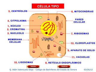 CÉLULA TIPO
    5. CENTRÍOLOS                                                    6. MITOCONDRIAS


                                                                        PARED
    4. CITPOLASMA
                                                                       CELULAR
    1. NÚCLEO
    2. CROMATINA
    3. NUCLEOLO                                                      7. RIBOSOMAS

    MEMBRANA
     CELULAR
                                                                    12. CLOROPLASTOS


                                                                 9. APARATO DE GOLGI


                                                                     11. VACUOLAS

         10. LISOSOMAS                    8. RETÍCULO ENDOPLÁSMICO

7    Q. Adán Valenzuela Olaje - Colegio de Bachilleres del Estado de Sonora   03/26/12
 