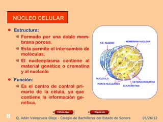 NÚCLEO CELULAR

    Estructura:
       Formado por una doble mem-
       brana porosa.
       Esta permite el intercambio de
       moléculas.
       El nucleoplasma contiene al
       material genético o cromatina
       y al nucleolo
    Función:
       Es el centro de control pri-
       mario de la célula, ya que
       contiene la información ge-
       nética.


8   Q. Adán Valenzuela Olaje - Colegio de Bachilleres del Estado de Sonora   03/26/12
 