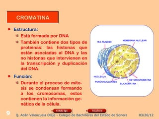 CROMATINA

    Estructura:
       Está formada por DNA
       También contiene dos tipos de
       proteínas: las histonas que
       están asociadas al DNA y las
       no histonas que intervienen en
       la transcripción y duplicación
       del DNA.
    Función:
       Durante el proceso de mito-
       sis se condensan formando
       a los cromosomas, estos
       contienen la información ge-
       nética de la célula.

9   Q. Adán Valenzuela Olaje - Colegio de Bachilleres del Estado de Sonora   03/26/12
 
