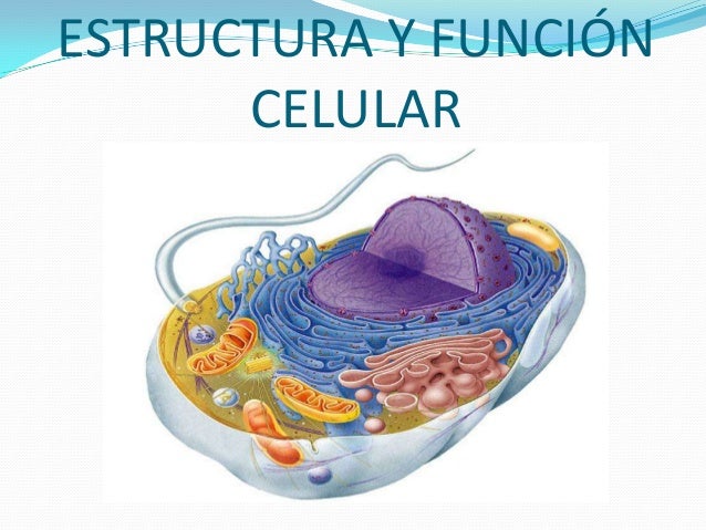 Resultado de imagen para funciones celulares