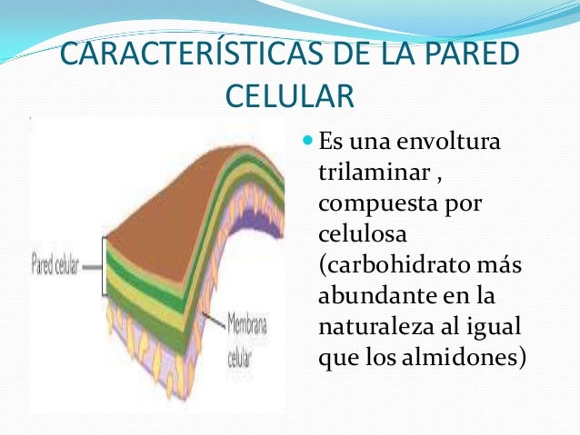 Estructura y función celular