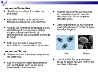Los microfilamentos
 Son fibras muy finas formadas de
proteínas.
 Ubicadas dentro de la célula, con
frecuencia debajo de la membrana.
 Una de las funciones principales de los
microfilamentos es producir el flujo
citoplasmático permitiendo el
movimietno da las sustancias dentro de
la célula.
 Este flujo permite a organismos
unicelulares moverse de un lado a otro.
Los microtúbulos
 Son estructuras tubulares compuestas
de proteínas.
 Los microtúbulos están relacionados
con la habilidad de la célula para
moverse de un sitio a otro.
 Muchos organismos unicelulares
se mueven por medio de unas
estructuras en forma de pelos
llamadas cilios.
 Otros organismos se mueven por
unas estructuras en forma de cola
llamadas flagelos.
Cilios Flagelos
 Los microtúbulos se extienden
desde la célula hasta el interior de
los cilios y flagelos.
 