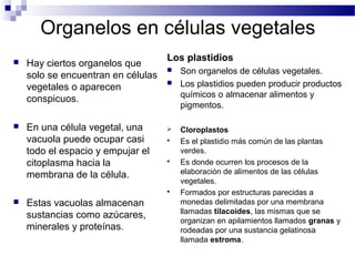 Organelos en células vegetales
 Hay ciertos organelos que
solo se encuentran en células
vegetales o aparecen
conspicuos.
 En una célula vegetal, una
vacuola puede ocupar casi
todo el espacio y empujar el
citoplasma hacia la
membrana de la célula.
 Estas vacuolas almacenan
sustancias como azúcares,
minerales y proteínas.
Los plastidios
 Son organelos de células vegetales.
 Los plastidios pueden producir productos
químicos o almacenar alimentos y
pigmentos.
 Cloroplastos
 Es el plastidio más común de las plantas
verdes.
 Es donde ocurren los procesos de la
elaboración de alimentos de las células
vegetales.
 Formados por estructuras parecidas a
monedas delimitadas por una membrana
llamadas tilacoides, las mismas que se
organizan en apilamientos llamados granas y
rodeadas por una sustancia gelatinosa
llamada estroma.
 