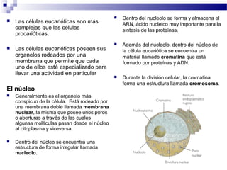  Las células eucarióticas son más
complejas que las células
procarióticas.
 Las células eucarióticas poseen sus
organelos rodeados por una
membrana que permite que cada
uno de ellos esté especializado para
llevar una actividad en particular
El núcleo
 Generalmente es el organelo más
conspicuo de la célula. Está rodeado por
una membrana doble llamada membrana
nuclear, la misma que posee unos poros
o aberturas a través de las cuales
algunas moléculas pasan desde el núcleo
al citoplasma y viceversa.
 Dentro del núcleo se encuentra una
estructura de forma irregular llamada
nucleolo.
 Dentro del nucleolo se forma y almacena el
ARN, ácido nucleico muy importante para la
síntesis de las proteínas.
 Además del nucleolo, dentro del núcleo de
la célula eucariótica se encuentra un
material llamado cromatina que está
formado por proteínas y ADN.
 Durante la división celular, la cromatina
forma una estructura llamada cromosoma.
 
