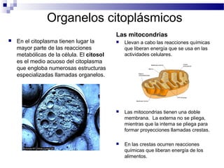 Organelos citoplásmicos
 En el citoplasma tienen lugar la
mayor parte de las reacciones
metabólicas de la célula. El citosol
es el medio acuoso del citoplasma
que engloba numerosas estructuras
especializadas llamadas organelos.
Las mitocondrias
 Llevan a cabo las reacciones químicas
que liberan energía que se usa en las
actividades celulares.
 Las mitocondrias tienen una doble
membrana. La externa no se pliega,
mientras que la interna se pliega para
formar proyecciones llamadas crestas.
 En las crestas ocurren reacciones
químicas que liberan energía de los
alimentos.
 