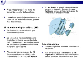  A las mitocondrias se les llama “la
central de energía” de las células.
 Las células que trabajan continuamente
como las del músculo cardíaco, poseen
más mitocondrias.
El retículo endoplasmático (RE)
 Es un sistema de membranas que
recorre el citoplasma.
 Se extiende a través del citoplasma
desde la membrana nuclear hasta la
membrana celular. Las membranas del
RE forman vías para el movimiento de
materiales por la célula.
 Algunas de las membranas del RE
tienen aspecto rugoso debido a la
presencia de ribosomas, RE rugoso.
 El RE liso es el que no tiene ribosomas
en su membranas. Algunos tipos de
lípidos se forman en las membranas de
este retículo endoplasmático.
Los ribosomas
 Son los organelos donde se producen las
proteínas.
 Las proteínas que se forman en el RE
rugoso son transportadas a través de la
célula y pueden liberarse fuera de ésta.
 