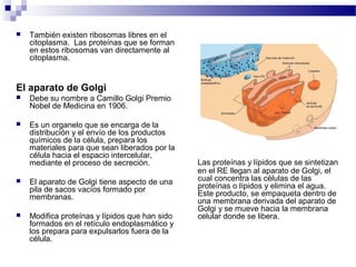  También existen ribosomas libres en el
citoplasma. Las proteínas que se forman
en estos ribosomas van directamente al
citoplasma.
El aparato de Golgi
 Debe su nombre a Camillo Golgi Premio
Nobel de Medicina en 1906.
 Es un organelo que se encarga de la
distribución y el envío de los productos
químicos de la célula, prepara los
materiales para que sean liberados por la
célula hacia el espacio intercelular,
mediante el proceso de secreción.
 El aparato de Golgi tiene aspecto de una
pila de sacos vacíos formado por
membranas.
 Modifica proteínas y lípidos que han sido
formados en el retículo endoplasmático y
los prepara para expulsarlos fuera de la
célula.
Las proteínas y lípidos que se sintetizan
en el RE llegan al aparato de Golgi, el
cual concentra las células de las
proteínas o lípidos y elimina el agua.
Este producto, se empaqueta dentro de
una membrana derivada del aparato de
Golgi y se mueve hacia la membrana
celular donde se libera.
 