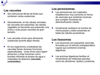 Las vacuolas
 Son estructuras llenas de fluido que
contienen varias sustancias.
 Generalmente, en las células animales,
las vacuolas son pequeñas; las células
vegetales es frecuente que presenten una
única o unas pocas vacuolas de gran
tamaño.
 Las vacuolas sirven para almacenar
sustancias durante algún tiempo.
 En los organismos unicelulares las
vacuolas tienen diversas funciones
especializadas. Unas sirven para digerir
alimentos y otras funcionan como
bombas retirando el exceso de agua o
materiales de desecho (vacuolas
contráctiles).
Los peroxisomas
 Los peroxisomas son organelos
citoplásmicos muy comunes en forma
de vesículas que contienen enzimas
que cumplen funciones de
desintoxificación celular.
 Inicialmente recibieron el nombre de
microcuerpos y están presentes en
todas las células eucarioticas.
Los lisosomas
 Los lisosomas son pequeñas vesículas
formadas por el retículo endoplasmático
rugoso que contienen enzimas
digestivas.
 Las enzimas digestivas facilitan el
rompimiento de moléculas grandes
como los almidones, lípidos y proteínas.
 