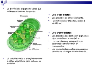  La clorofila es el pigmento verde que
está concentrado en las granas.
 La clorofila atrapa la energía solar que
la célula vegetal usa para elaborar su
alimento.
 Los leucoplastos
 Son plastidios de almacenamiento.
 Pueden contener proteínas, lípidos o
almidónes.
 Los cromoplastos
 Son plastidios que contienen pigmentos
rojos, amarillos o anaranjados.
 Los cloroplastos y leucoplastos en
ocasiones se transforman en
cromoplastos.
 Los cromoplastos son los responsables
del color de las hojas durante el otoño.
 
