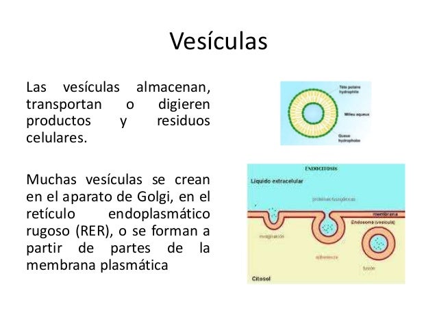 Estructura y función celular