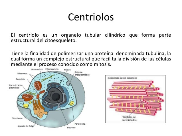 Estructura y función celular