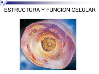 Estructura y función de la célula 250718.ppt